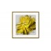 Постер на стену красивый желтый цветок 80*80см.